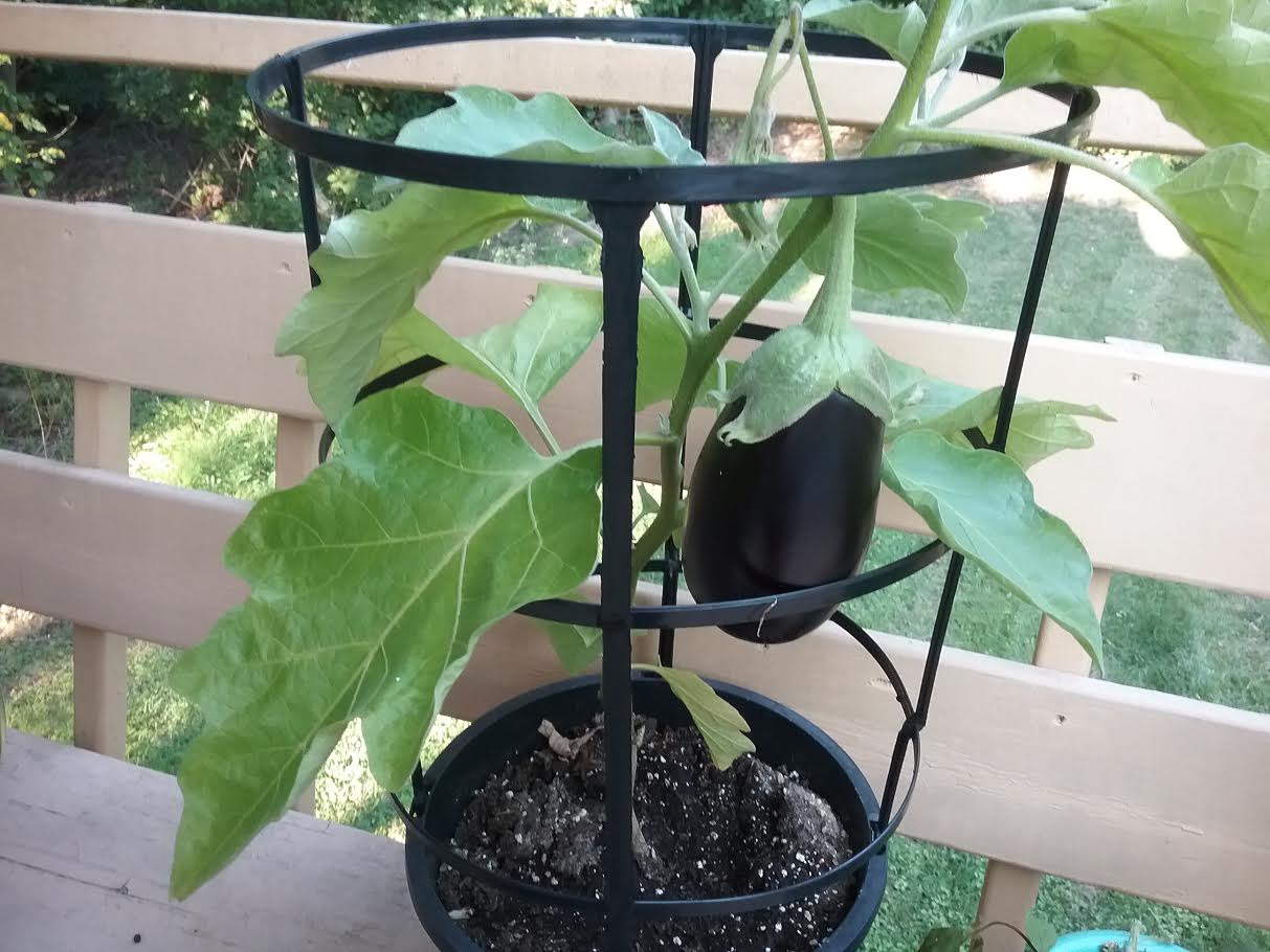 Eggplant growing on a small patio in a container with support frame.