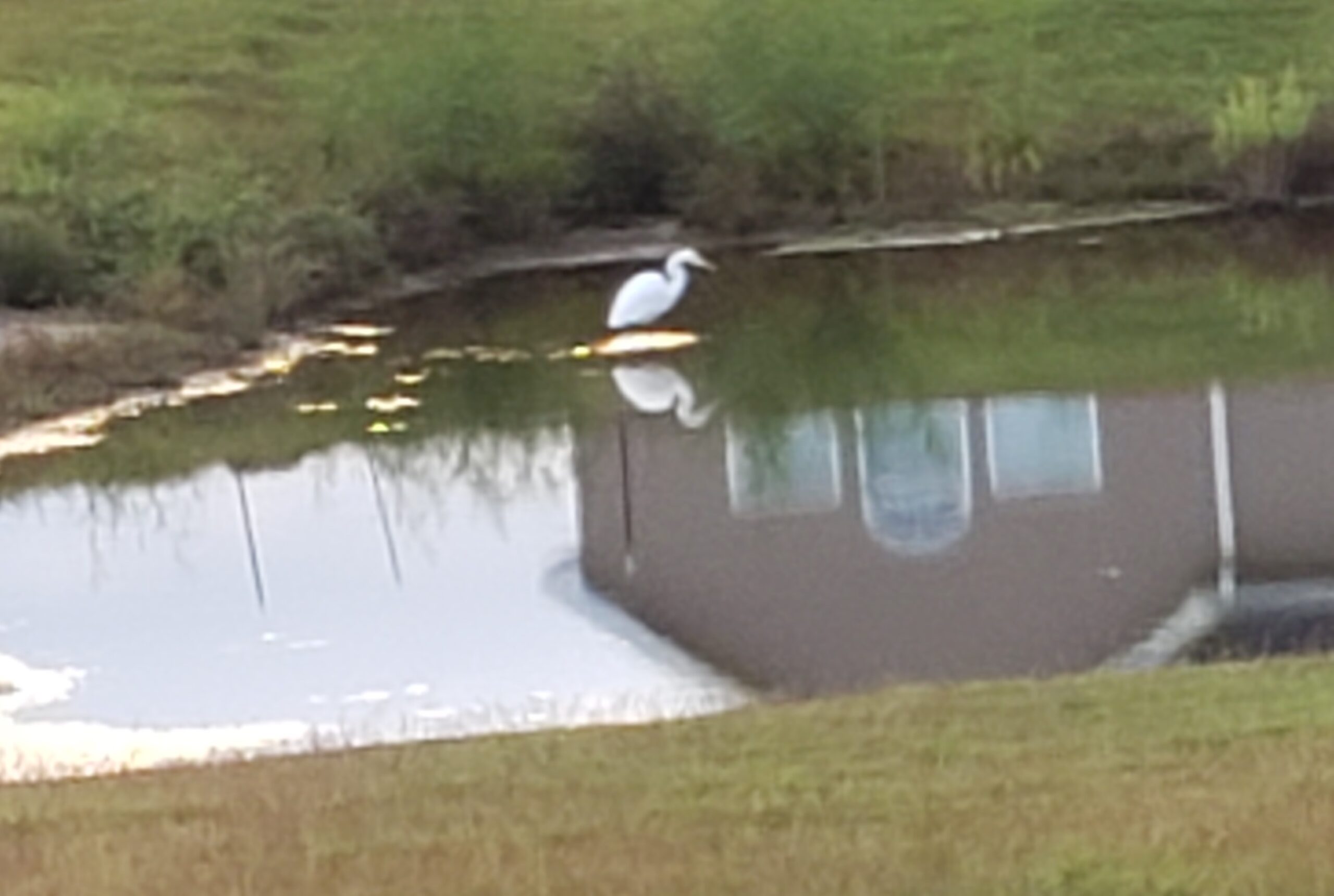 A white bird standing in a calm pond near grass.