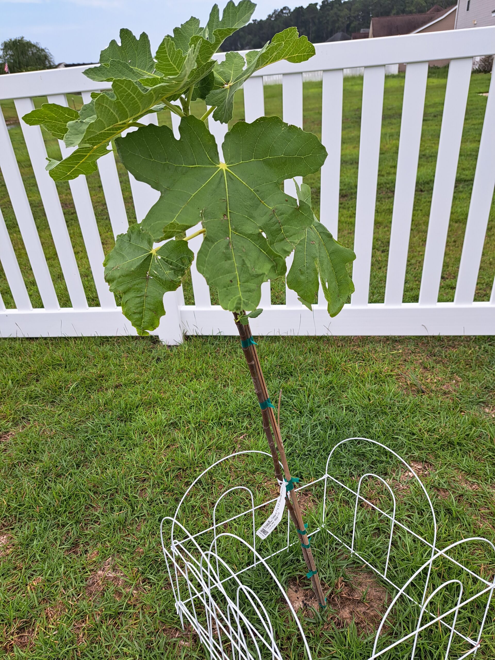A young tree planted with protective fencing around its base.