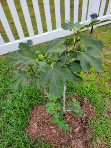 Young fig tree with small green figs growing beside a white fence.